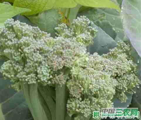 西兰花（青花菜）散开球如何预防？